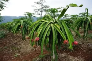 Menikmati Pesona Perkebunan Buah Naga Salodik: Agrowisata Sejuk di Lereng Pegunungan di Kabupaten  Banggai