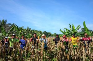 Santri Tani Milenial Darul Khair Panen Jagung Dua Tongkol, Dukung Program Ketahanan Pangan Kementan