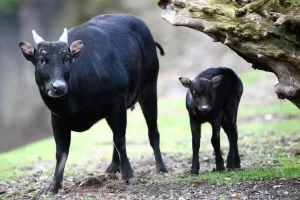 Anoa :  Kerbau Mini yang Paling ‘Introvert’ dan Pemarah